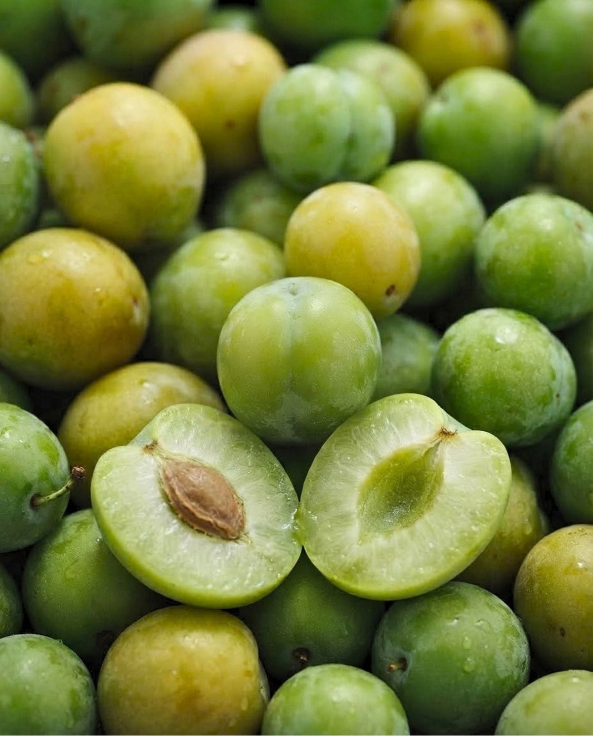 Kakadu plum