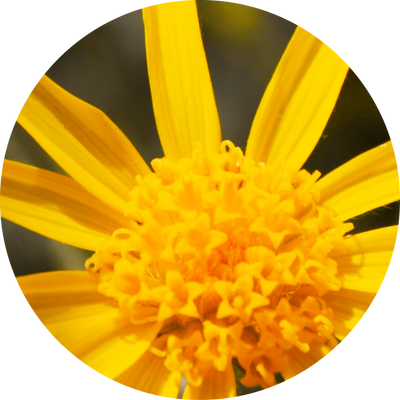 Arnica