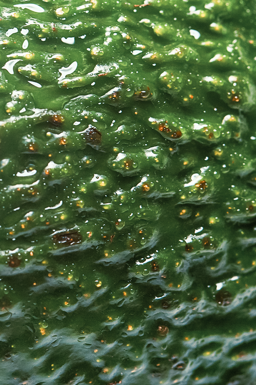 Avocado Oil