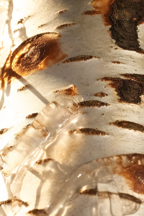 Birch Sap