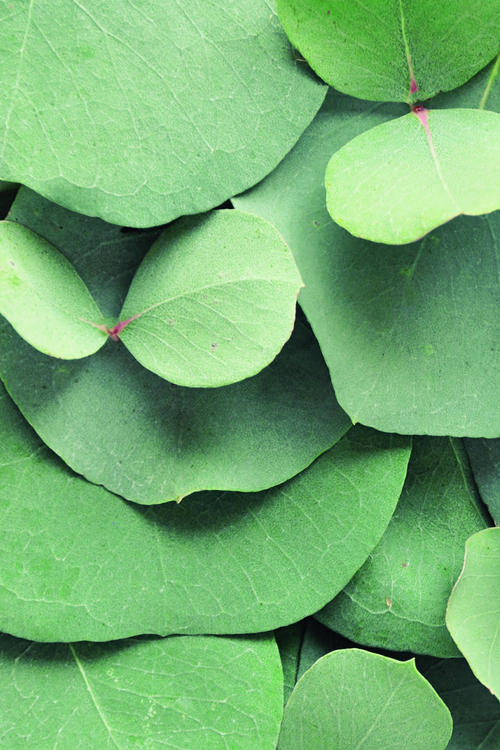 Eucalyptus