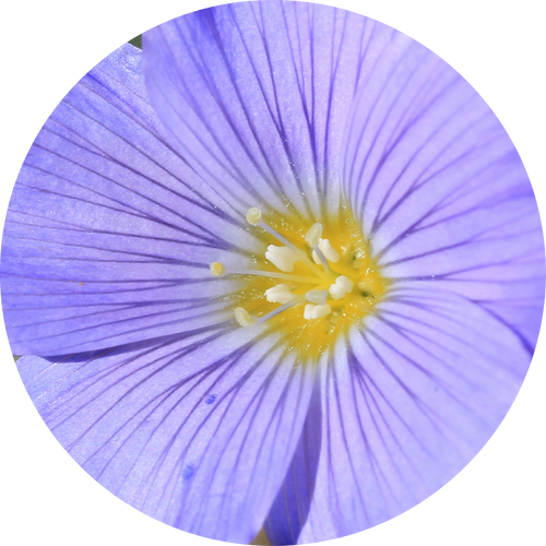 Linen