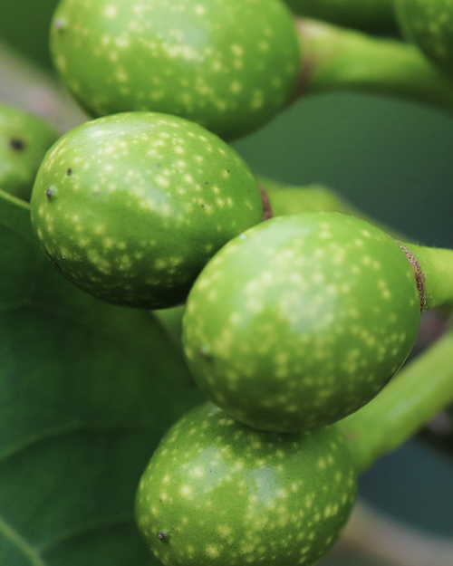 Litsea Cubeba