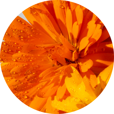 Calendula
