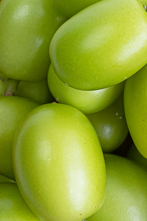 Neem Oil