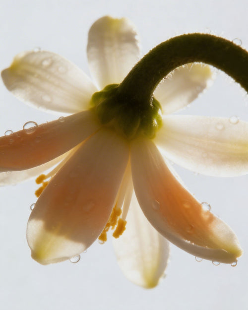 Neroli Water