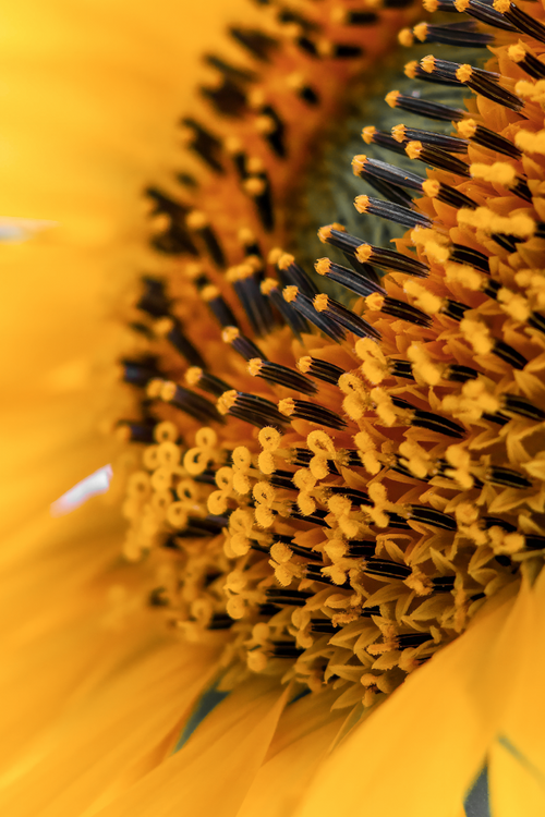 Sunflower Seed Oil