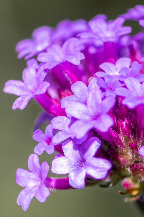 Verbena Water