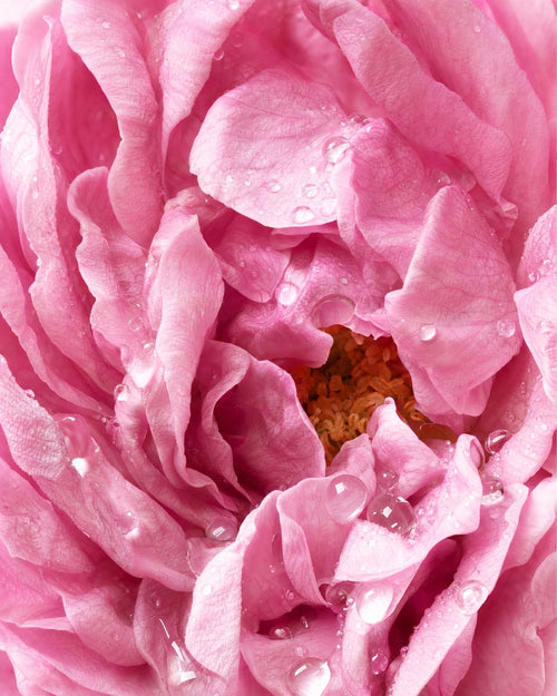 Rose Water